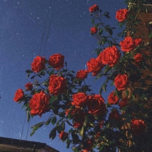 Meet Your Posher; Patreese - Picture 1 of 1